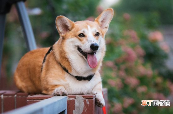 柯基可以吃草莓吗