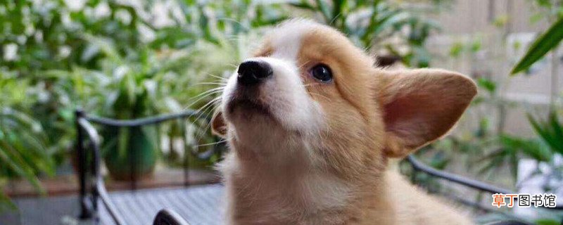 柯基聪明排第几