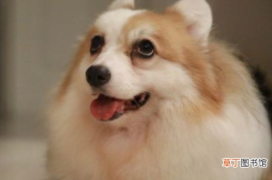 长毛柯基是串吗