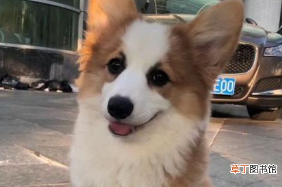 长毛柯基是串吗