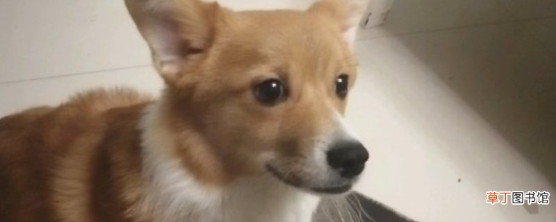 怎样看出柯基开不开心