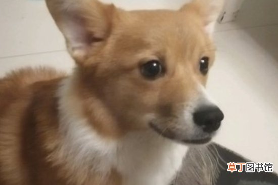 怎样看出柯基开不开心