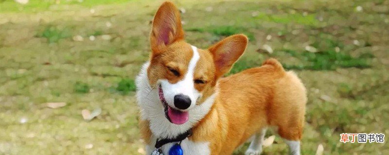 柯基属于小型犬还是中型犬