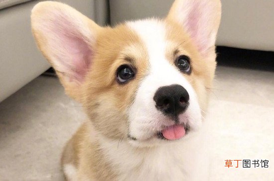 柯基属于小型犬还是中型犬