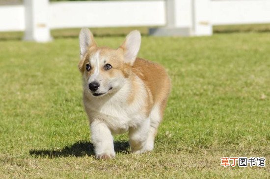 柯基犬容易跟别人跑吗