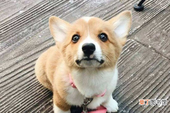 柯基犬容易跟别人跑吗