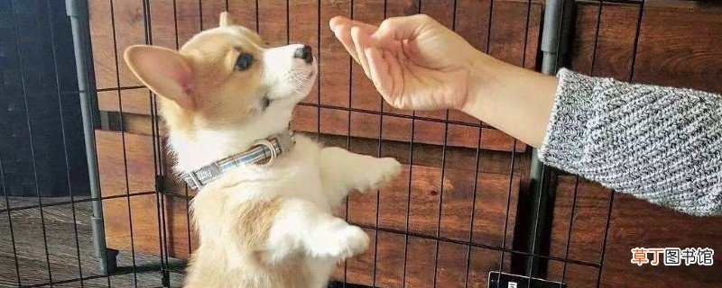 柯基犬容易跟别人跑吗
