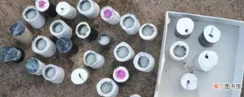 山猪炮是什么东西-生活百科知识
