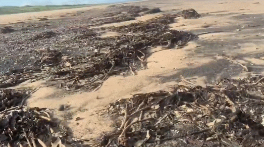 英国海岸惊现大量海洋生物尸体：堆成齐腰高的“小山”