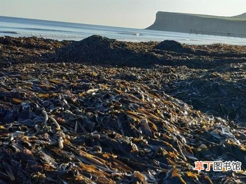英国海岸惊现大量海洋生物尸体：堆成齐腰高的“小山”