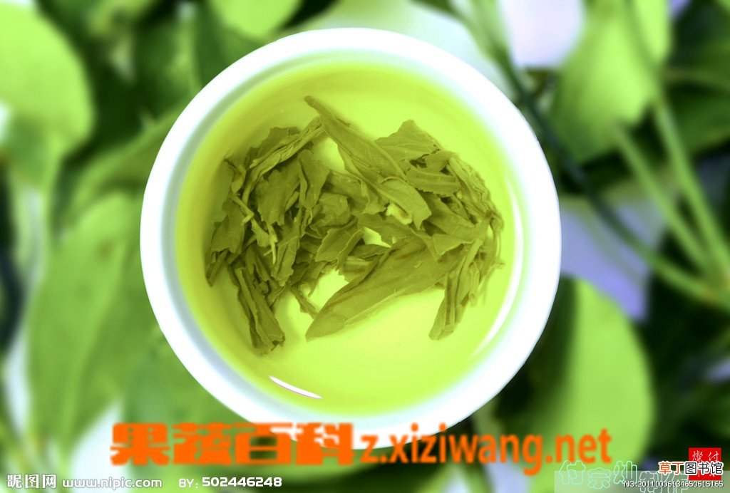 绿茶有哪些品种,有哪些功效与作用