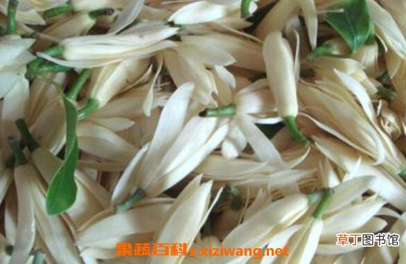 白兰花纯露的功效与作用