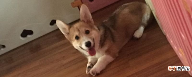 柯基犬晚上放哪睡