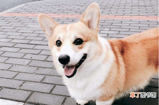 柯基会叫吗