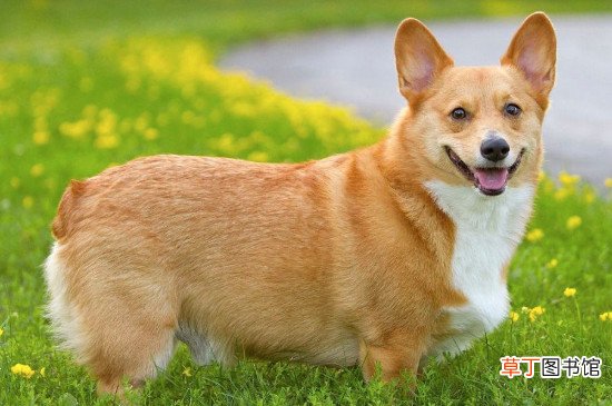 柯基犬不断尾巴可以吗