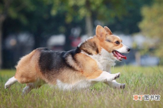 柯基犬不断尾巴可以吗