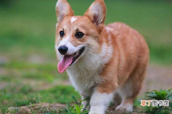 柯基容易中暑吗