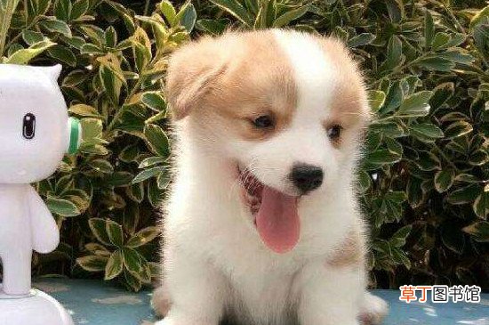 柯基幼犬放笼子一直叫不停