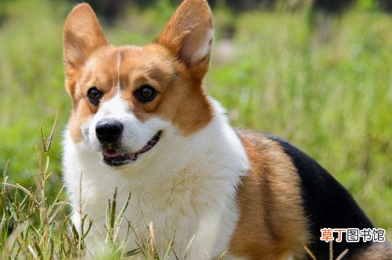 柯基幼犬放笼子一直叫不停