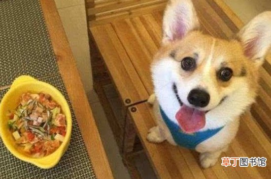 柯基脸尖如何开腮