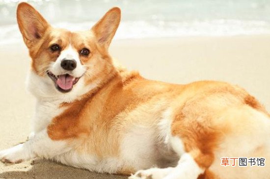 柯基属于什么型犬?