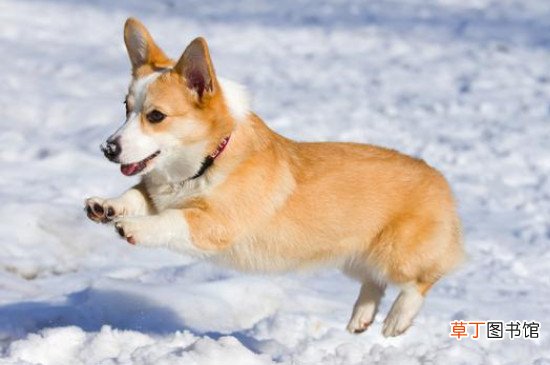 柯基属于什么型犬?