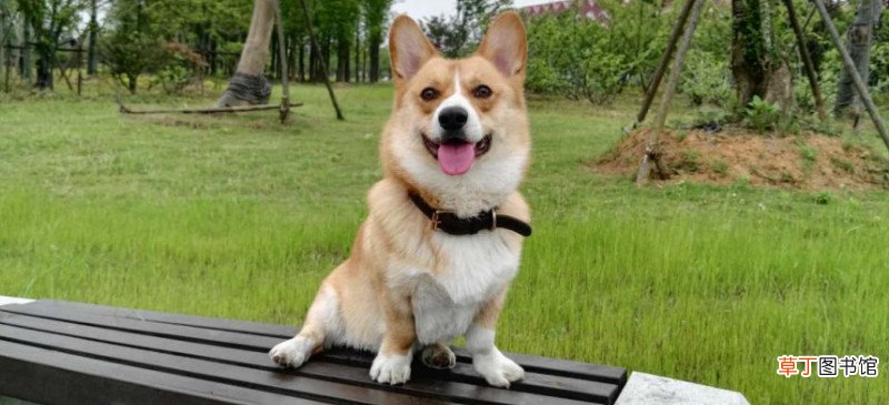 柯基属于什么型犬?