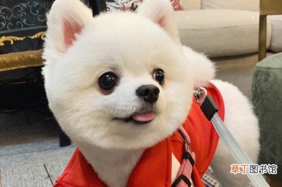 博美怎么养