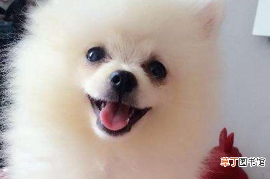 为什么说博美随时会死