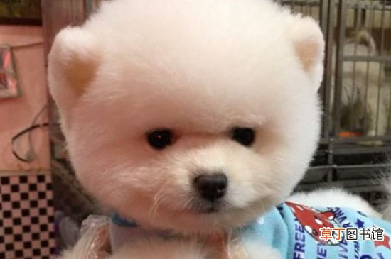 俊介犬聪明吗