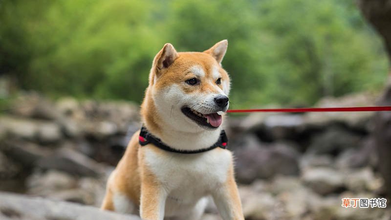 秋田犬和柴犬的区别