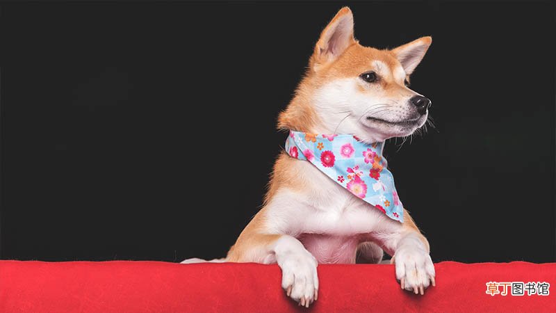 秋田犬和柴犬的区别