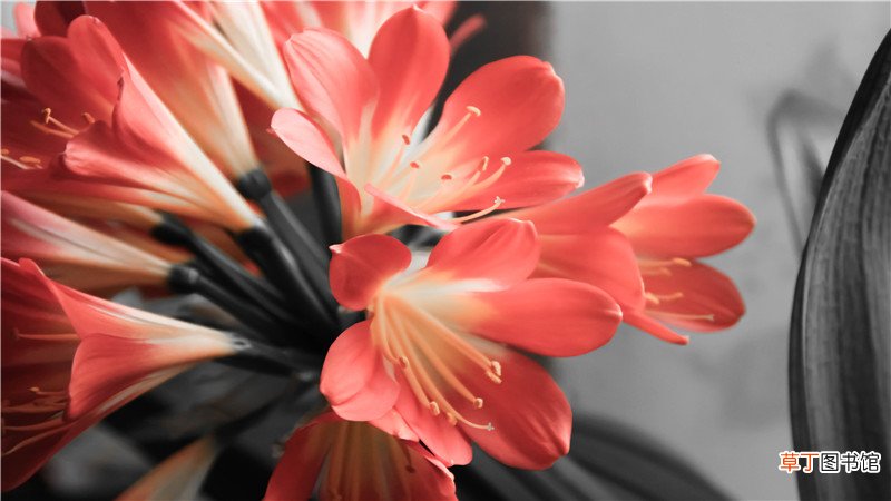 君子兰叶子发黄是什么原因