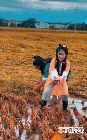 夫妻装扮成郭靖黄蓉收稻谷引关注 当事人回应：不是夫妻 只是搭档