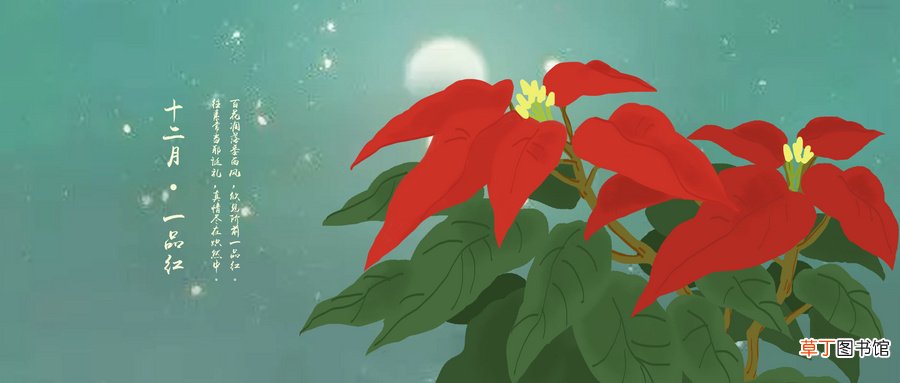 什么花有毒
