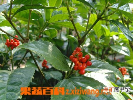 肿节风的功效与作用