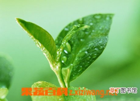 白茶泡法