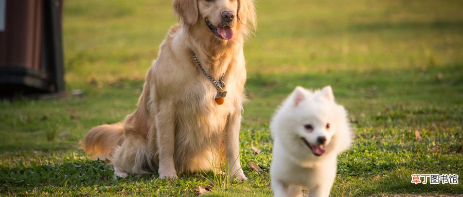 养狗注意事项有哪些