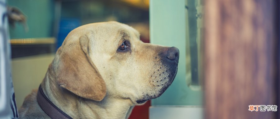 养狗注意事项有哪些