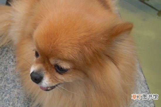 狐狸犬和博美的区别