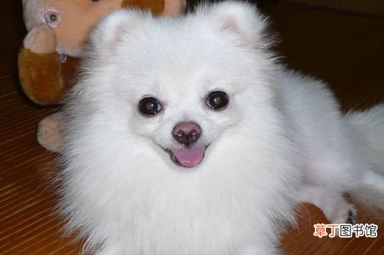 狐狸犬和博美的区别
