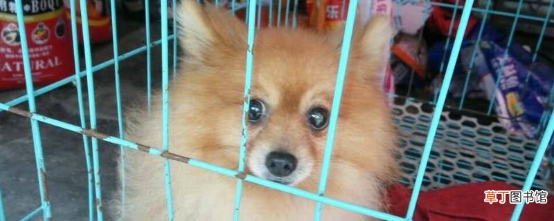 博美关笼子多久才会适应
