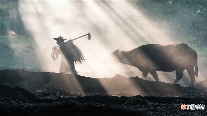 牛马的年轮长在哪里