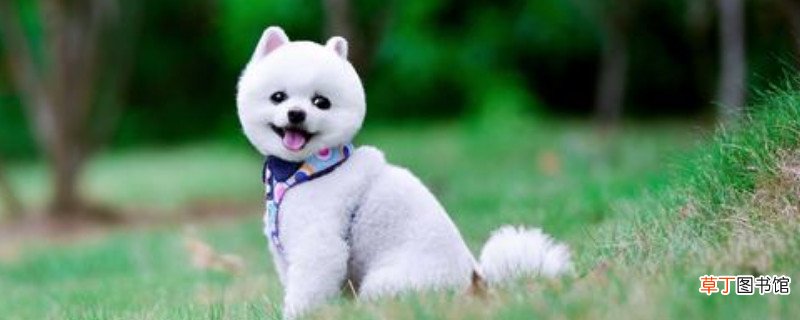俊介犬掉毛严重怎么办
