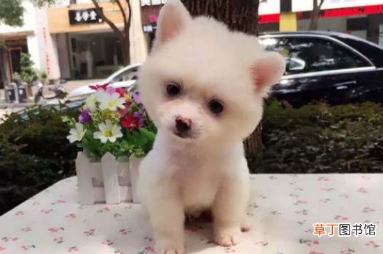 俊介犬掉毛严重怎么办