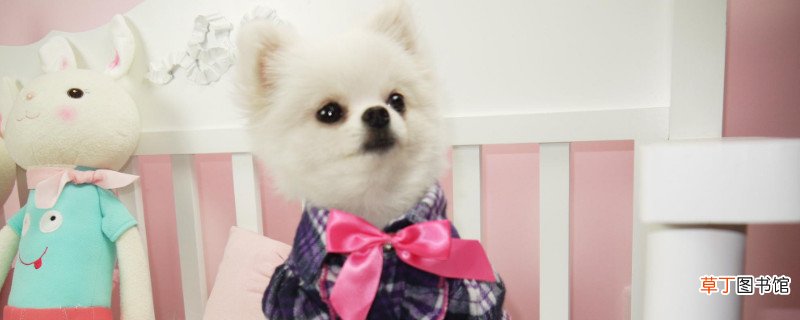 俊介犬掉毛吗