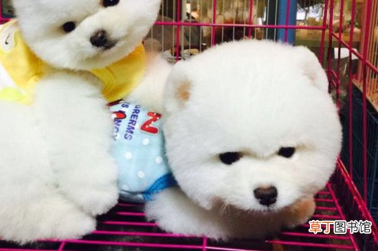 俊介犬掉毛吗