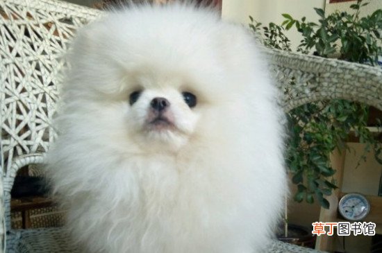 多少温度博美犬会冷