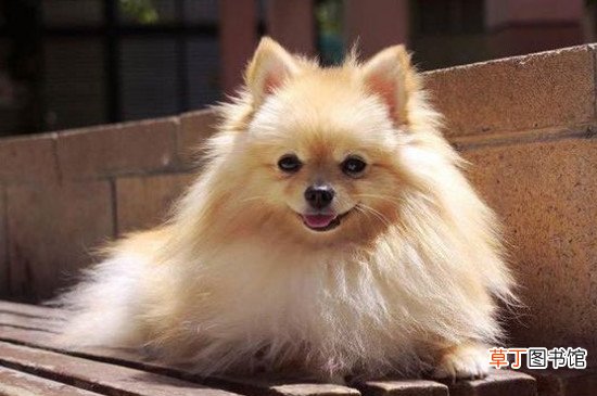 多少温度博美犬会冷