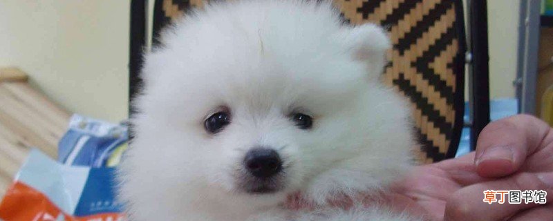 博美睡觉要特别保暖吗